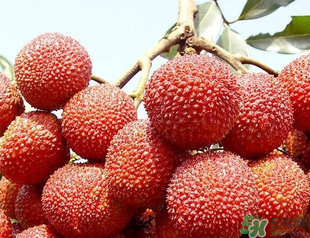 荔枝吃多了會胖嗎？吃荔枝會長胖嗎？