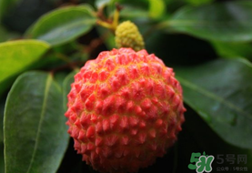 吃荔枝會(huì)流鼻血嗎？荔枝吃多了會(huì)流鼻血嗎？