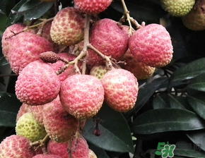 荔枝吃多了會流鼻血嗎？吃荔枝會流鼻血嗎？