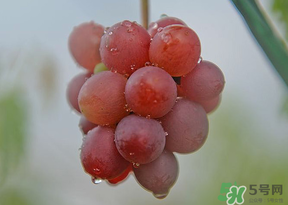 提子皮澀怎么處理？提子皮澀能吃嗎？