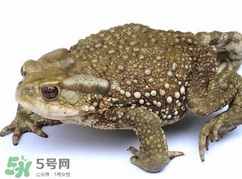 蟾蜍怎么讀？蟾蜍是保護動物嗎？