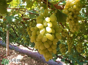 馬奶葡萄多少錢(qián)一斤？馬奶葡萄2017價(jià)格