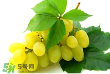 馬奶葡萄多少錢(qián)一斤？馬奶葡萄2017價(jià)格