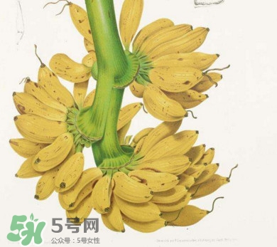 芭蕉里面的黑籽是什么？芭蕉是草本類還是木本類
