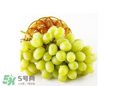 馬奶葡萄怎么保存？馬奶葡萄保存方法