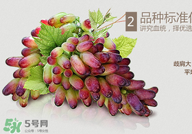 馬奶葡萄怎么保存？馬奶葡萄保存方法