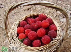 煮楊梅汁需要煮多長時間？楊梅汁怎么煮？