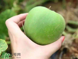 梨瓜是熱性還是涼性？梨瓜是酸性還是堿性？