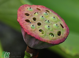蓮蓬多少錢一斤？蓮蓬多少錢一個(gè)？