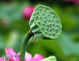 蓮蓬多少錢一斤？蓮蓬多少錢一個(gè)？