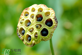 蓮蓬什么時候成熟？蓮蓬什么時候上市？