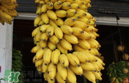 芭蕉不熟可以吃嗎？芭蕉怎么催熟