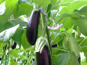 茄子怎么挑選？如何挑選茄子？