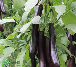 茄子皮敷臉可以祛斑嗎？茄子皮祛斑正確方法