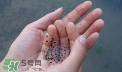 蟾蜍是不是癩蛤蟆？蟾蜍和青蛙的區(qū)別