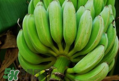 芭蕉可以放冰箱嗎？芭蕉能放冰箱保存嗎