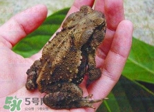 蟾蜍能治療癌癥嗎？蟾蜍能治什么病