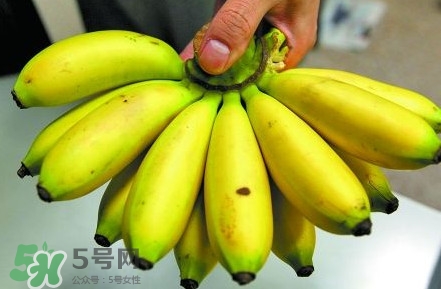 芭蕉什么時(shí)候成熟？芭蕉什么時(shí)候開花