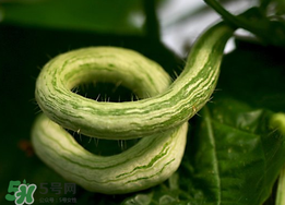 蛇瓜什么時(shí)候種？蛇瓜的種植方法