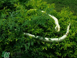 蛇瓜什么時(shí)候種？蛇瓜的種植方法