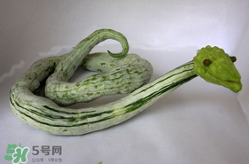 蛇瓜怎么挑選？蛇瓜的選購(gòu)技巧