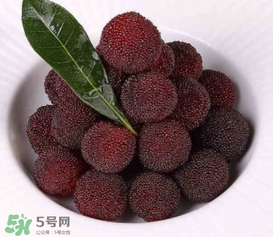 荸薺楊梅和東魁楊梅哪個好吃？荸薺楊梅跟東魁楊梅有什么區(qū)別？