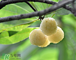 白楊梅多少錢一斤？白楊梅產(chǎn)地