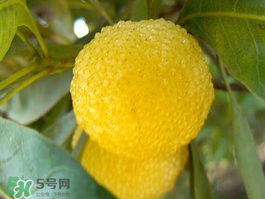 白楊梅可以泡酒嗎？白楊梅泡酒有什么功效？