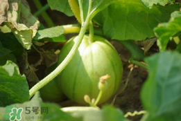 菜瓜多少錢一斤？菜瓜怎么挑？