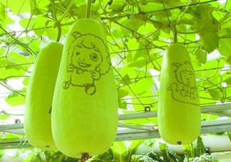 蒲瓜不能和什么一起吃？蒲瓜和什么相克？