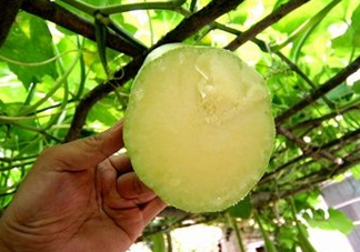 砍瓜種子哪里有賣的？砍瓜多少錢一斤？