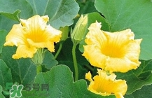 南瓜花怎么做好吃？南瓜花不能與什么同吃