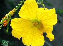 南瓜花有什么作用？南瓜花的作用及禁忌