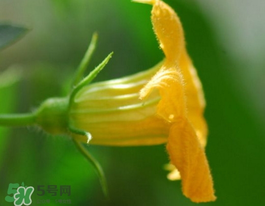 南瓜花可以吃嗎？南瓜花怎么吃