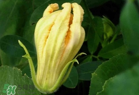 南瓜花怎么洗？南瓜花怎么處理