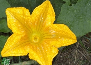 南瓜花怎么洗？南瓜花怎么處理