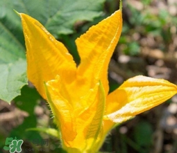 南瓜花可以吃嗎？南瓜花怎么吃