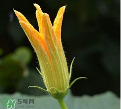 南瓜花花蕊能吃嗎？南瓜花是雌雄同株嗎