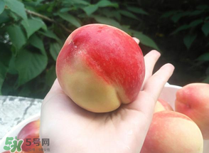 毛桃熱量高嗎？一個(gè)毛桃的熱量