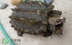 鱷龜為什么不能放生？鱷龜咬人嗎？