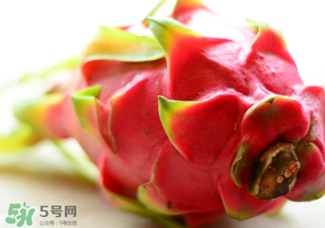 七月份可以種火龍果嗎？火龍果什么時候種植？