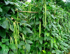 7月份可以種豆角嗎？豆角幾月份種？