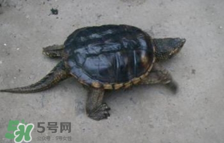 鱷龜怎么飼養(yǎng)？鱷龜吃什么