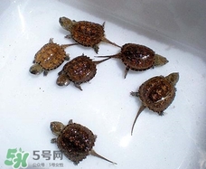 鱷龜最大能長(zhǎng)多大？鱷龜是水龜還是陸龜