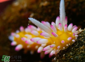 海蛞蝓可以當(dāng)寵物養(yǎng)嗎？ 海蛞蝓多少錢一只？