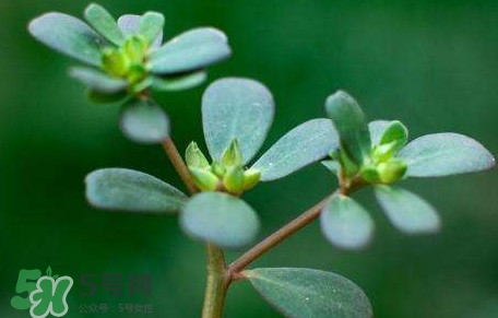 螞蚱菜能生吃嗎？螞蚱菜可以生吃嗎