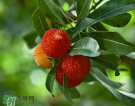 七月份還有楊梅嗎？7月份楊梅哪里有？