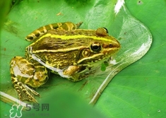 吃青蛙犯法嗎？買賣青蛙怎么處罰