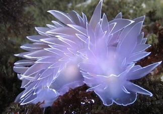 海蛞蝓可以當(dāng)寵物養(yǎng)嗎？ 海蛞蝓多少錢一只？