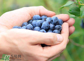 藍莓什么品種好？盆栽藍莓什么品種好？